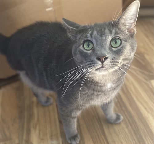 TAYLOR - Tabby for adoption in Cincinnati