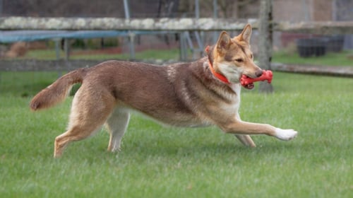 GIANNA * SHE'S GORGEOUS! * - Husky / German Shepherd Dog available for adoption
