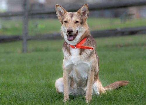 GIANNA * SHE'S GORGEOUS! * - Husky / German Shepherd Dog for adoption in Cincinnati