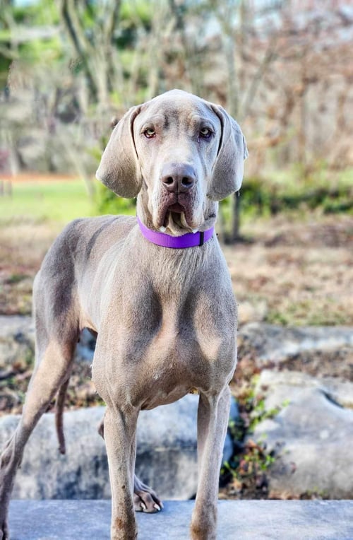 LUCY - Great Dane for adoption in Cincinnati