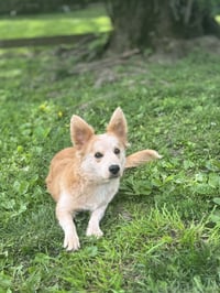 Finn - Photo 3