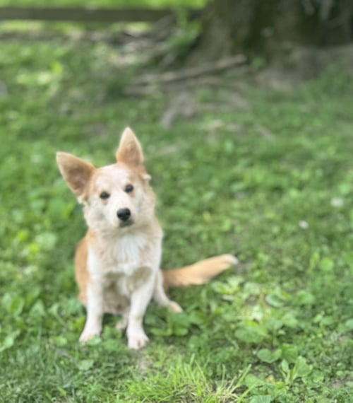 FINN - Corgi available for adoption