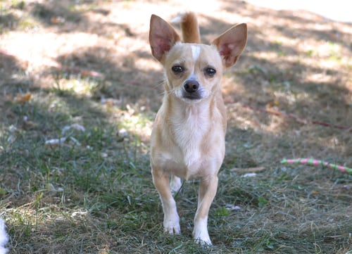PACO - Chihuahua / Dachshund for adoption in Cincinnati