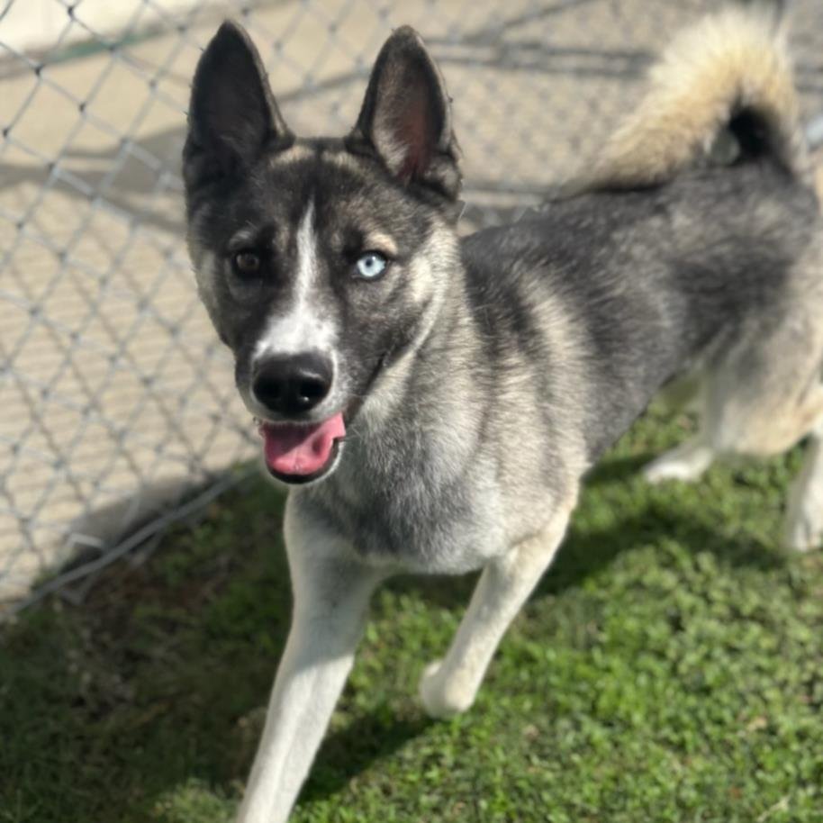 LIBERTY - Husky available for adoption