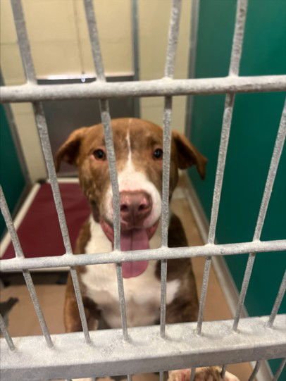 OL'RED - Pit Bull Terrier available for adoption