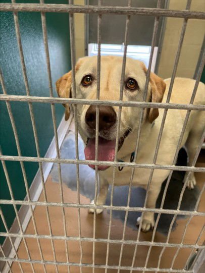 MAXX - Labrador Retriever available for adoption