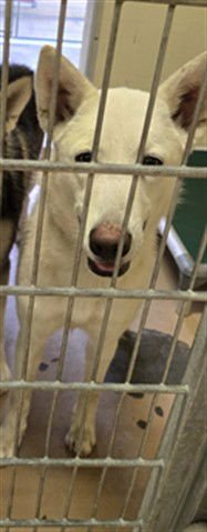 JENNA - Husky available for adoption