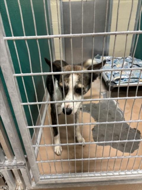 FANTA - Australian Cattle Dog/Blue Heeler available for adoption