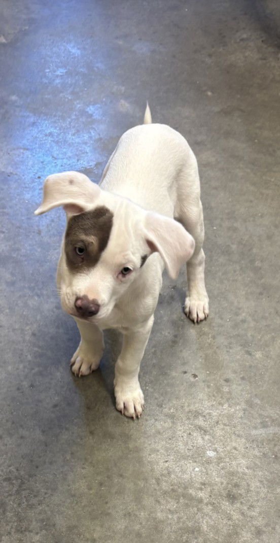 ZAYN - Labrador Retriever available for adoption