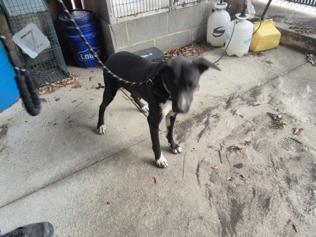 A042715 - Labrador Retriever available for adoption