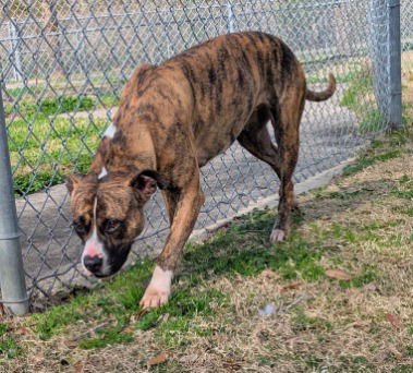 NOVA - Pit Bull Terrier available for adoption