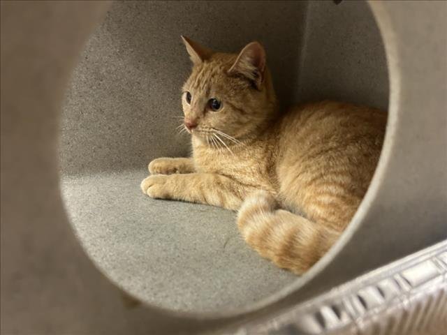 ELLA - Domestic Short Hair available for adoption