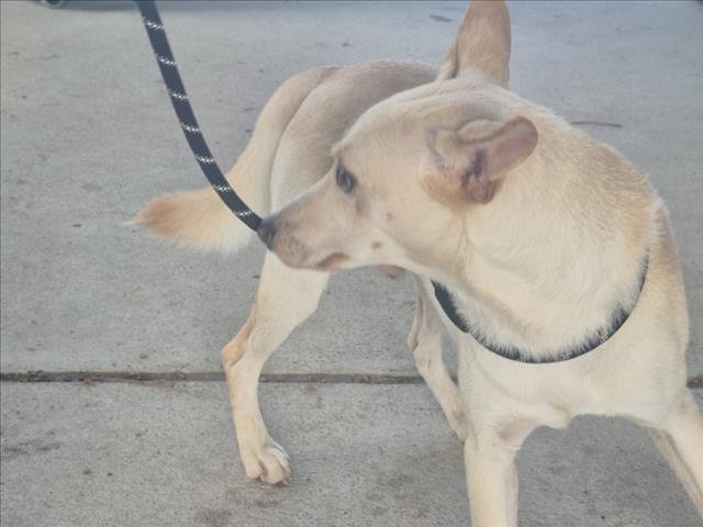 JORDAN - Husky available for adoption