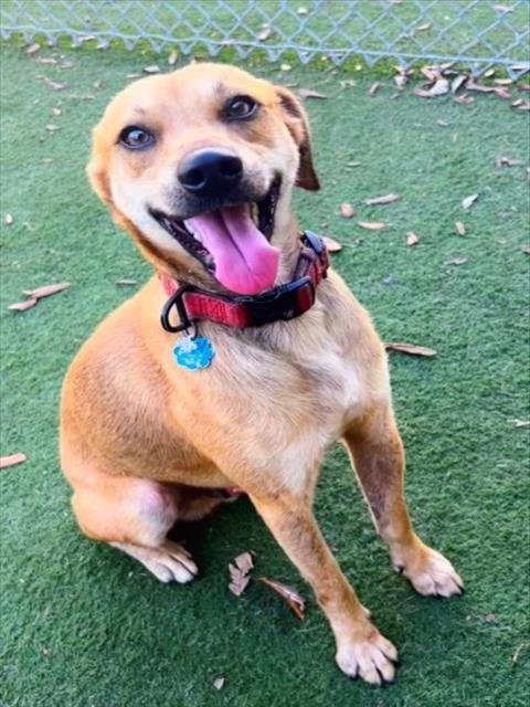 BONES - Beagle available for adoption