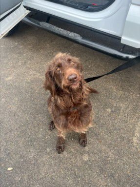 TEDDY - German Wirehaired Pointer / Poodle (Standard) available for adoption