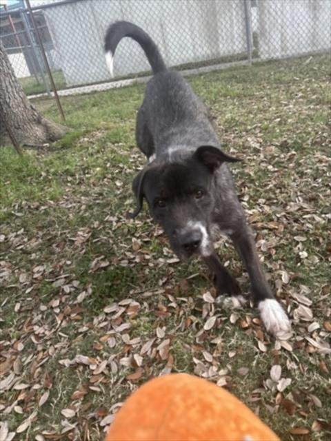 TATOR TOT - German Wirehaired Pointer available for adoption
