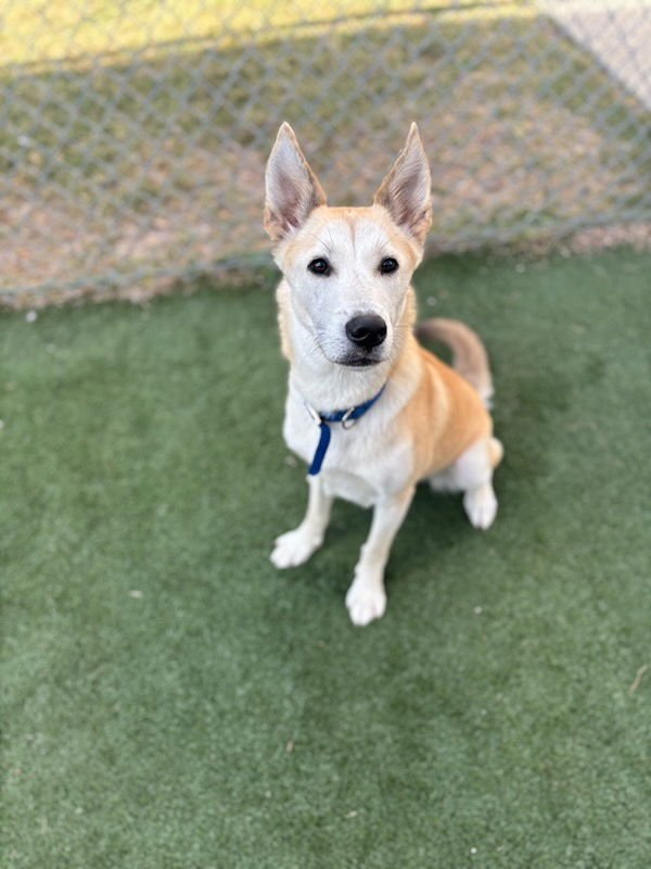 AMBER - Siberian Husky / German Shepherd Dog available for adoption