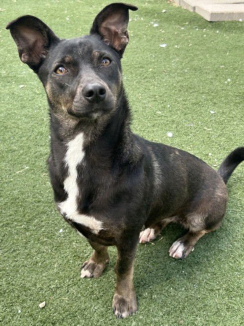 KIRA - Chihuahua available for adoption