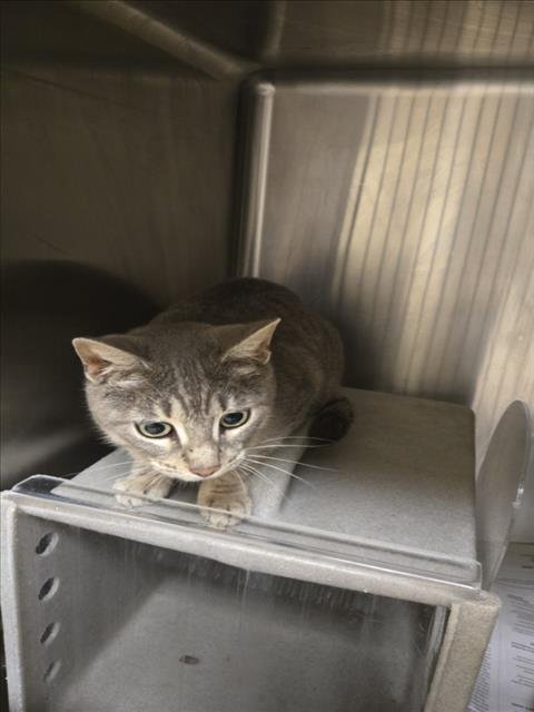 PHOEBE - Domestic Short Hair available for adoption