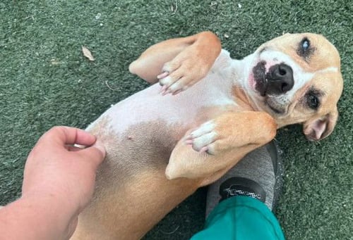 NALA - Beagle available for adoption