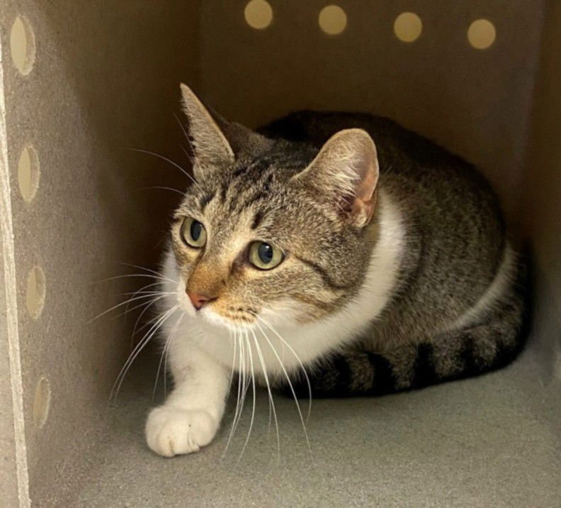 MAUREEN - Domestic Short Hair available for adoption