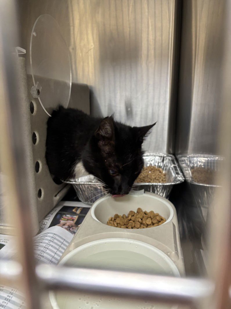 CONNOR - Domestic Short Hair available for adoption