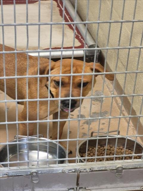 ABRACADABRA - Chinese Shar-Pei available for adoption