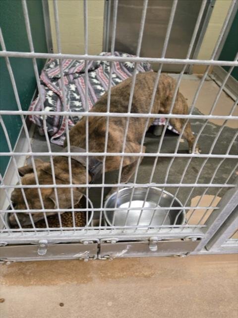 HULK - Pit Bull Terrier available for adoption