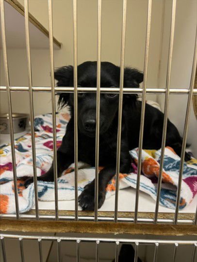 ONYX - Chihuahua available for adoption