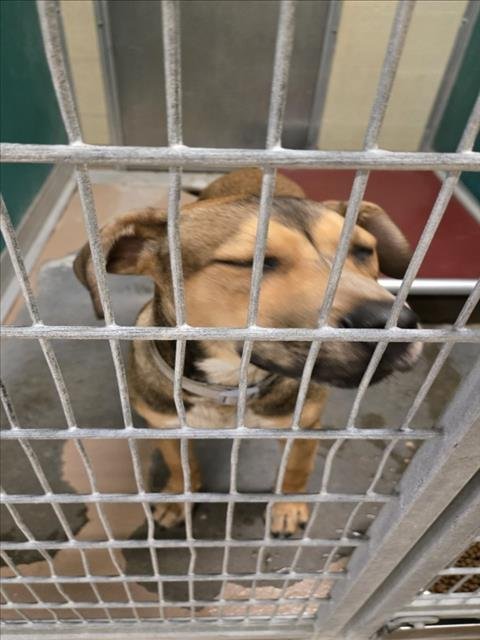 PEDRO - German Shepherd Dog available for adoption