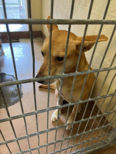 FAYE - Labrador Retriever available for adoption