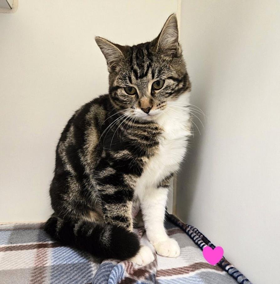 LILO - Domestic Short Hair available for adoption