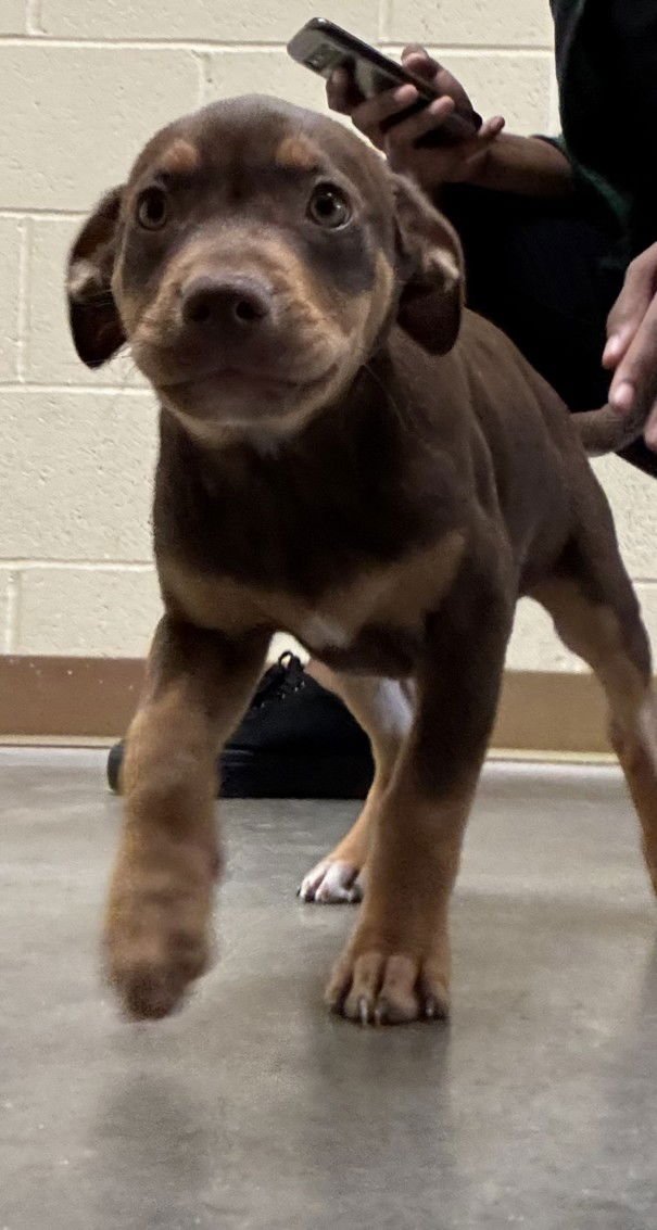 HARRY - Labrador Retriever available for adoption