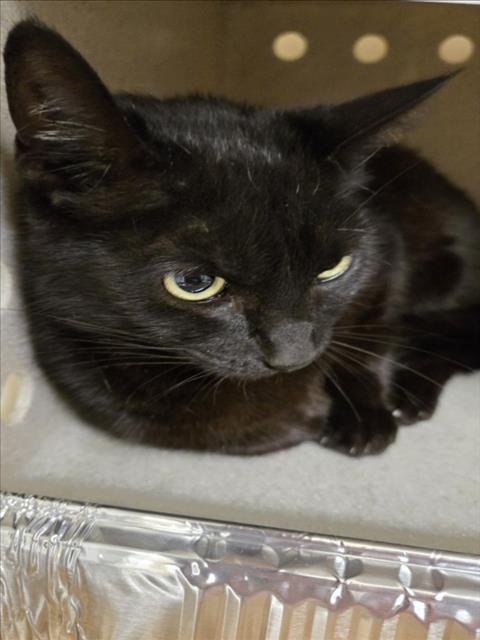 ANGELICA - Domestic Short Hair available for adoption