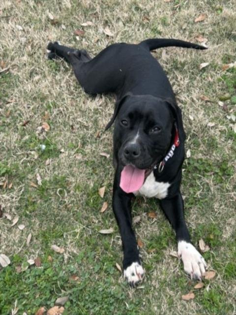 MINI QUEENIE - Pit Bull Terrier available for adoption