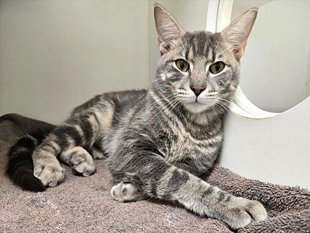 AMES - Domestic Short Hair available for adoption