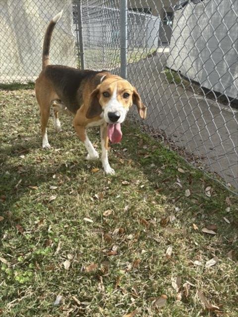 MR.WIGGLES - American Foxhound available for adoption