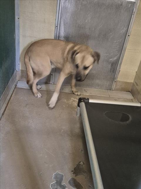 A042716 - Black Mouth Cur available for adoption