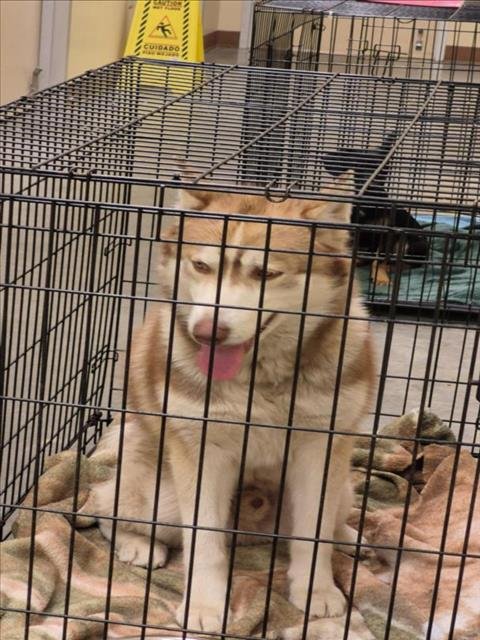 BLAZE - Siberian Husky available for adoption