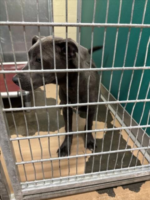 BARNABY - Pit Bull Terrier available for adoption