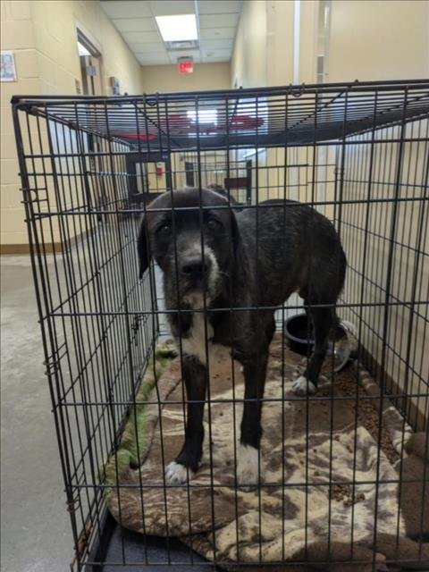 TATOR TOT - Labrador Retriever available for adoption