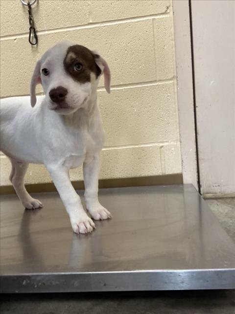 LIAM - Labrador Retriever available for adoption
