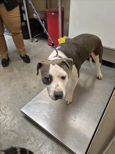 BANDIT - Pit Bull Terrier available for adoption