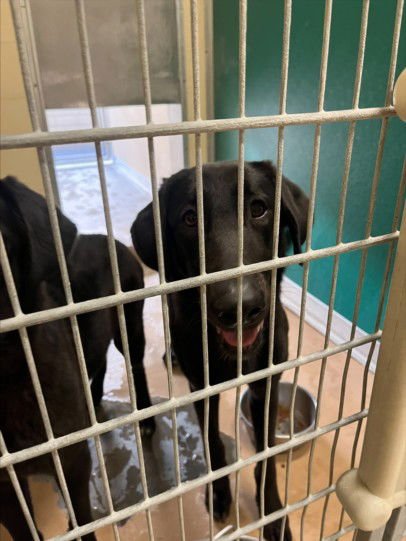 DALIAH - Labrador Retriever available for adoption