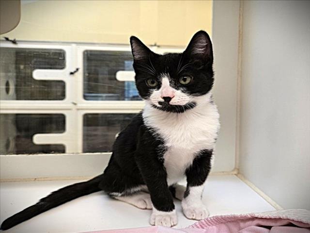 TREVOR - Domestic Short Hair available for adoption