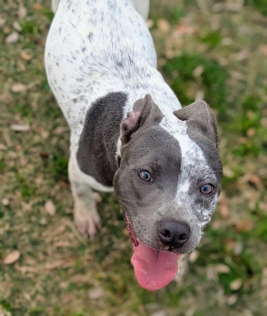 JUPITER - Pit Bull Terrier available for adoption