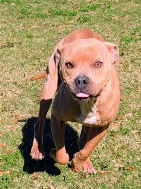 MABEL - Pit Bull Terrier available for adoption