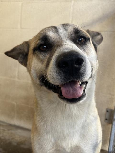 A042693 - Akita available for adoption