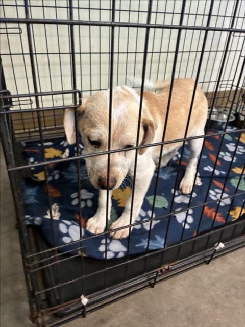 WILLIE - Australian Cattle Dog/Blue Heeler available for adoption