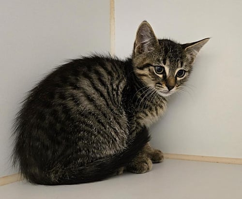 MACK - Domestic Short Hair available for adoption